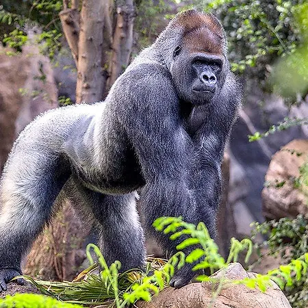 La 2* Santa Cruz de Tenerife