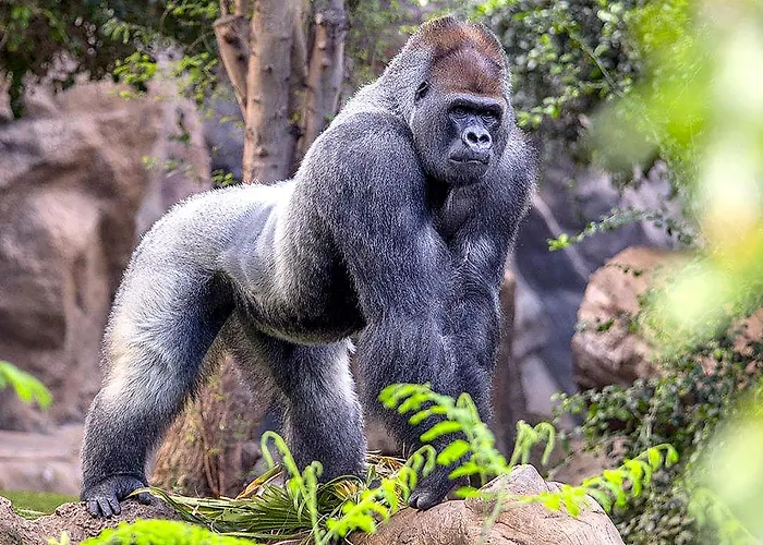 La 2* Santa Cruz de Tenerife